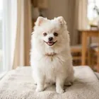 Cão de Carla M.