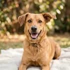 Cão de Amanda L.
